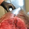 tonno rosso del mediterraneo
